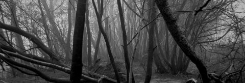 astrid-banner